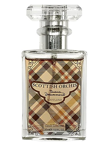 Scottish Orchis Classic by Diana Drummond