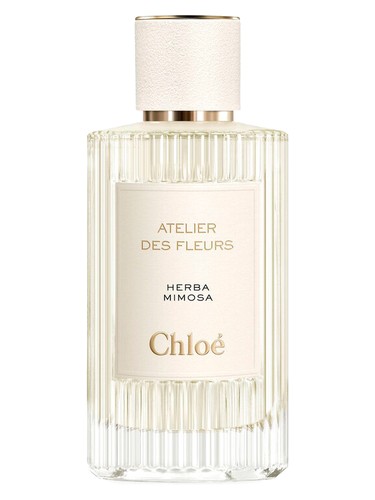 Herba Mimosa by Chloé