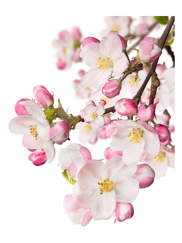 Japanese Garden CVS Essence of Beauty by CVS Essence of Beauty