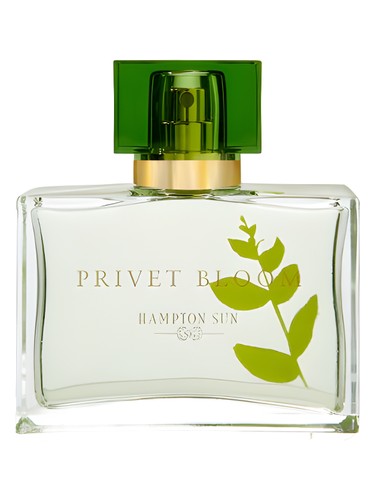 Privet Bloom by Hampton Sun